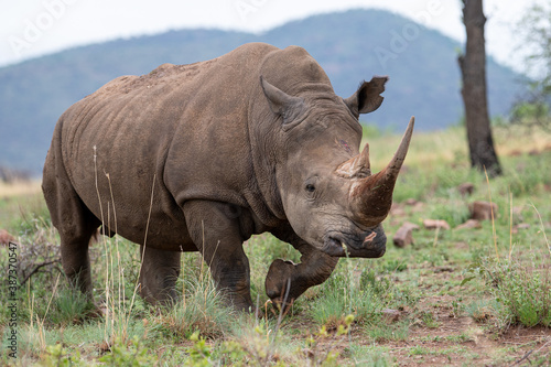 An endangered white Rhino walking