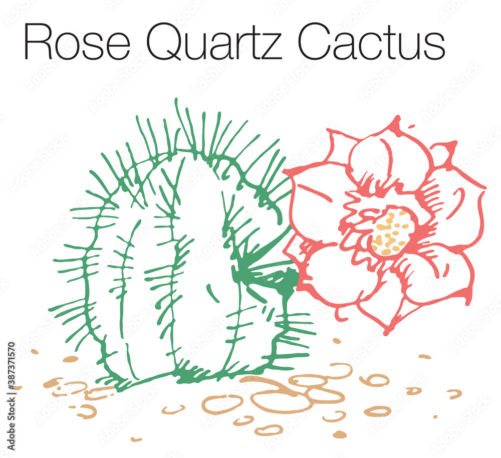 Rose quartz cactus hand drawn vector illustration Rose quartz cactus hand drawn vector illustration