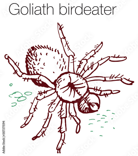 Goliath birdeater hand drawn vector illustration