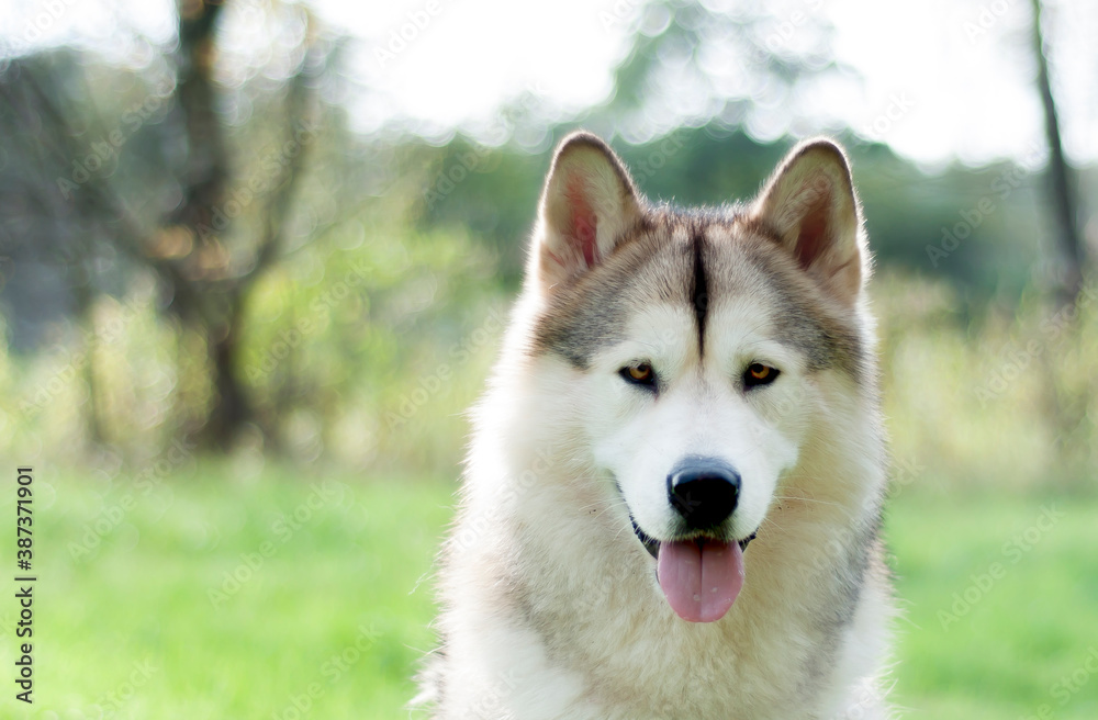 Alaskan malamute's portrait in the meadow. Hypnotizing eyes and a friendly smile.