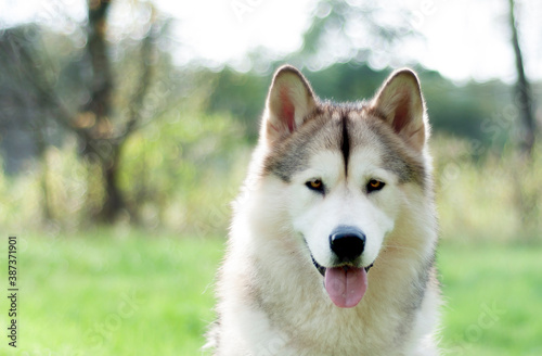 Alaskan malamute s portrait in the meadow. Hypnotizing eyes and a friendly smile.