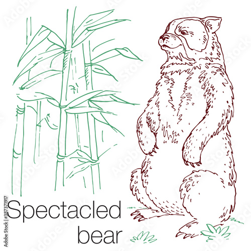 Spectacled bear hand drawn vector illustration