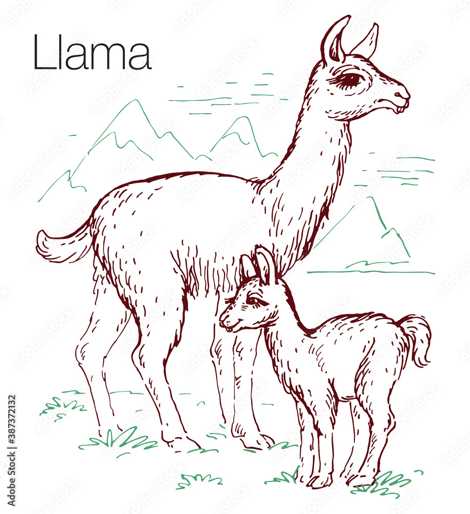 Fototapeta premium Llama hand drawn vector illustration