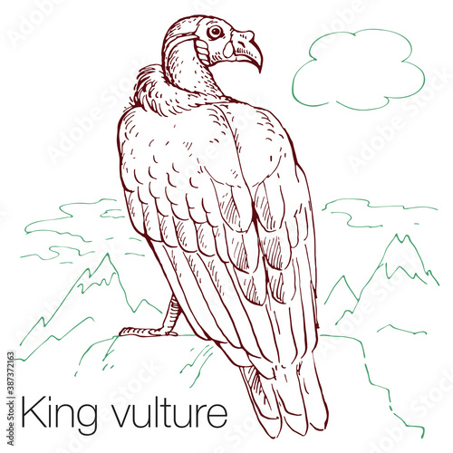 King vulture hand drawn vector illustration