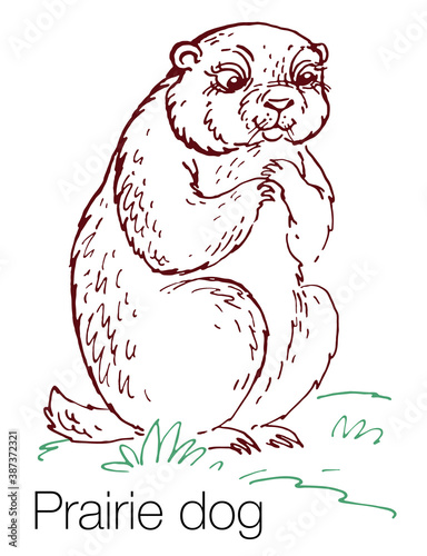 Prairie dog hand drawn vector illustration
