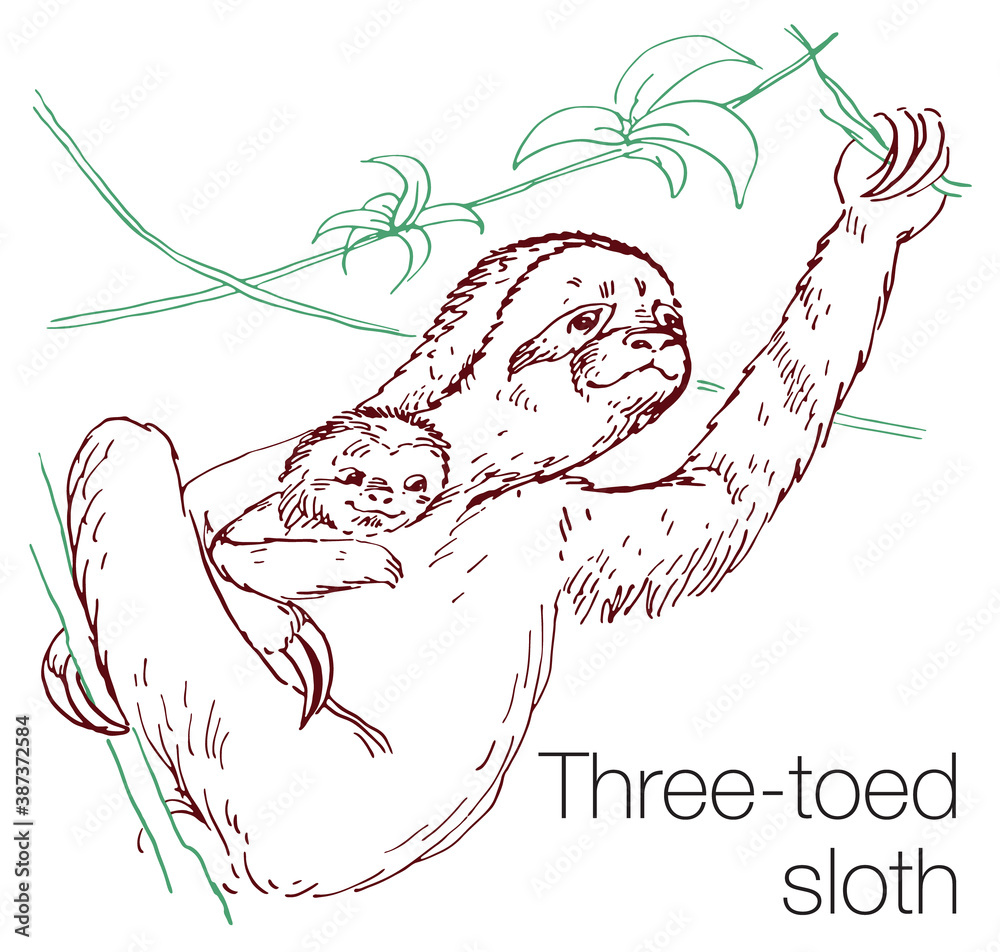 Fototapeta premium Three-toed sloth hand drawn vector illustration