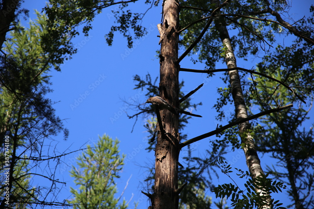 Fototapeta premium trees in the forest
