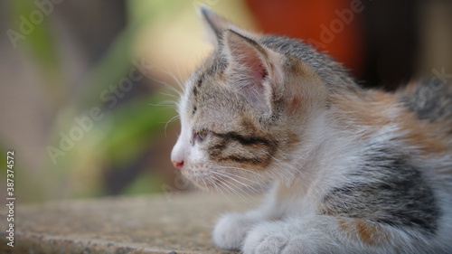 Fototapeta Naklejka Na Ścianę i Meble -  Stray Kitten Wandering Playing in the Garden and Laying Around to Relax