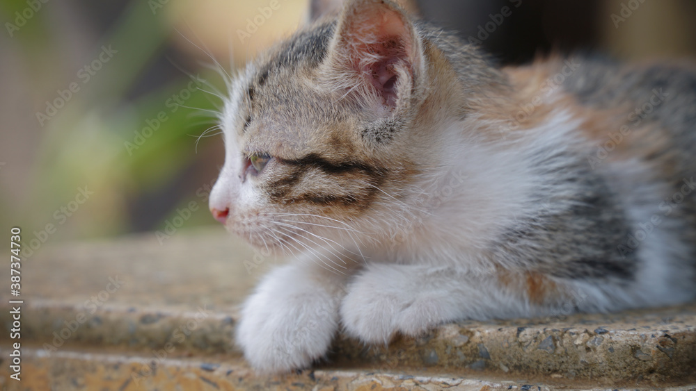 Naklejka premium Stray Kitten Wandering Playing in the Garden and Laying Around to Relax