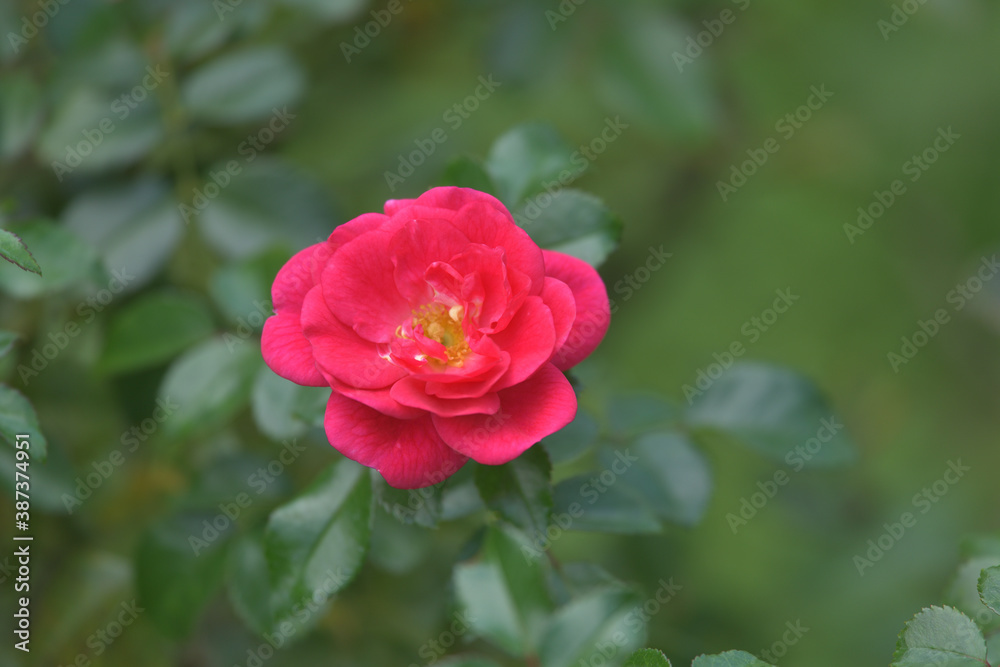 Dark pink rose flowers in the garden