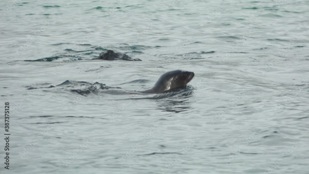 Sea Lions Jumping out of Ocean and Playing in the Galapagos Islands Sea Lions Jumping out of Ocean and Playing in the Galapagos Islands