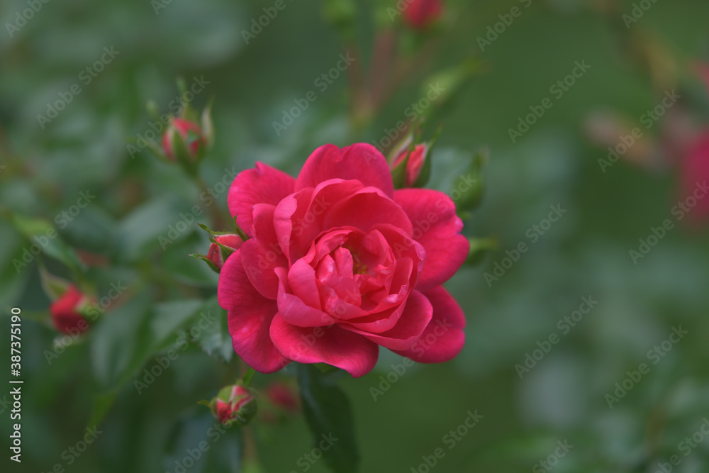 Dark pink rose flowers in the garden