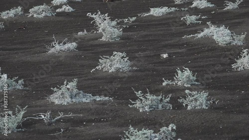 Pioneer Plants Growing in Volcanic Soil on Bartolome Island, Galapagos photo