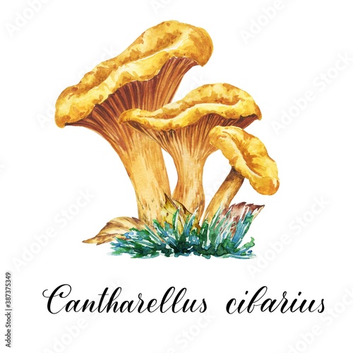 Watercolor cantharellus cibarius edible fungi, mushrooms with leaves and grass illustration. Watercolour botanical composition on white background.