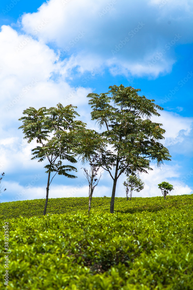 Landscape with tea plantation and trees