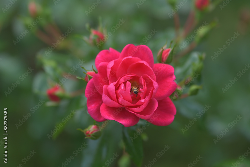 Dark pink rose flowers in the garden Dark pink rose flowers in the garden