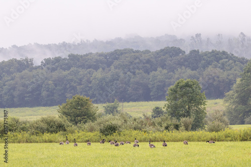 Geese in Grass Field