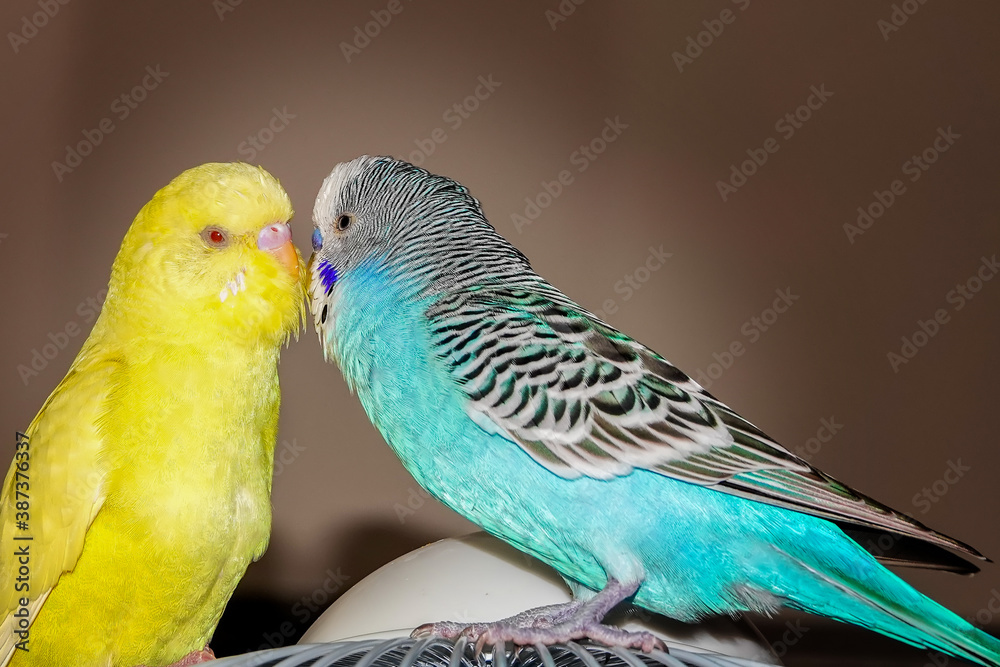 Fototapeta premium Close-up shoot of domesticated budgerigars