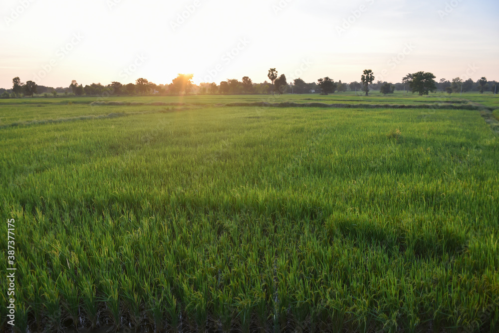 rice field at sunset