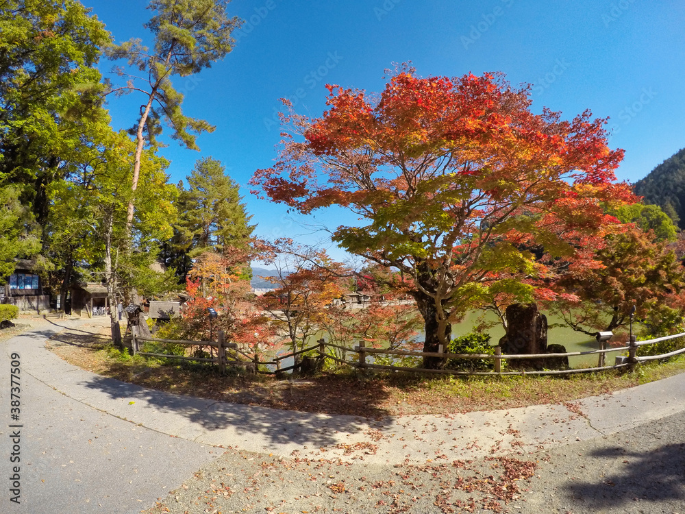 日本の秋の風景　紅葉シーズン