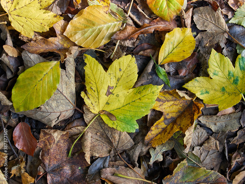 Close-up on colorful  autumn maple and beech leaves lying on a forest path.