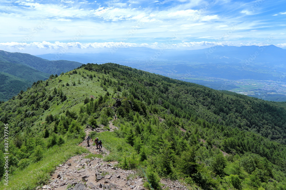 Fototapeta premium 緑の中の稜線歩き (湯の丸山)