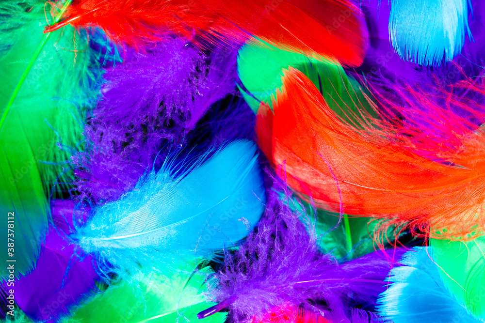 Beautiful background of colorful tropical birds feathers. Bird natural pattern. Close-up top view. Abstract shot Beautiful background of colorful tropical birds feathers. Bird natural pattern. Close-up top view. Abstract shot