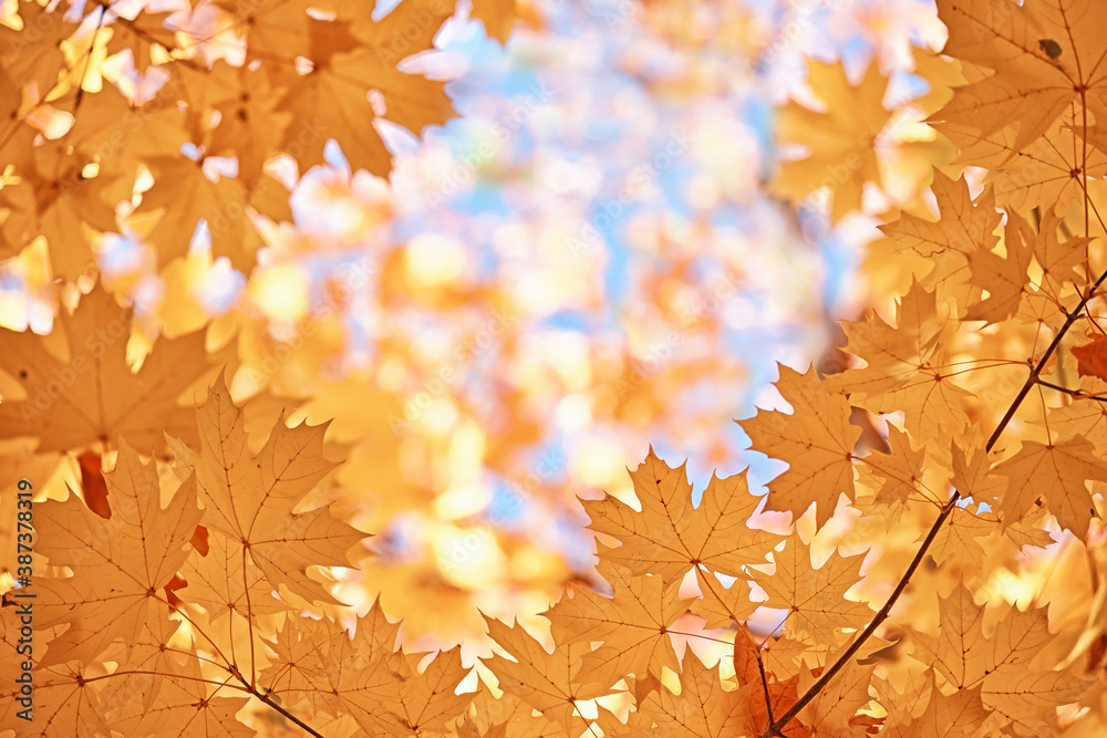 Autumn yellow maple leaves on a blurred forest background, very shallow focus. Colorful foliage in the autumn park. Excellent background on the theme of autumn. Autumn yellow maple leaves on a blurred forest background, very shallow focus. Colorful foliage in the autumn park. Excellent background on the theme of autumn.