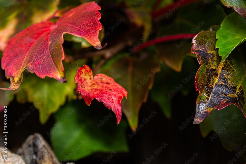 Fototapeta premium Closeup of extreme colorful leaves in fall