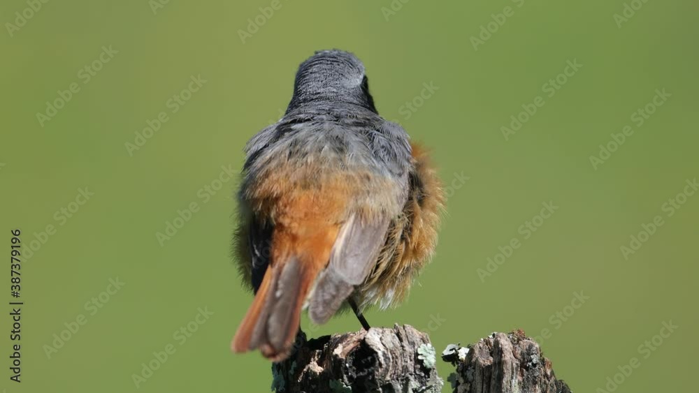 jeune oiseau queue rouge fait sa toilette