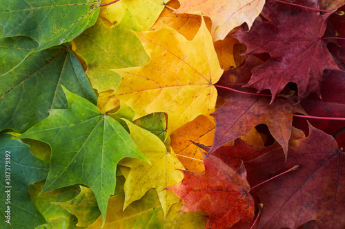 Autumn leaves rainbow color gradient. Autumn season change concept.