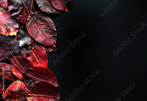 red leaves on black background