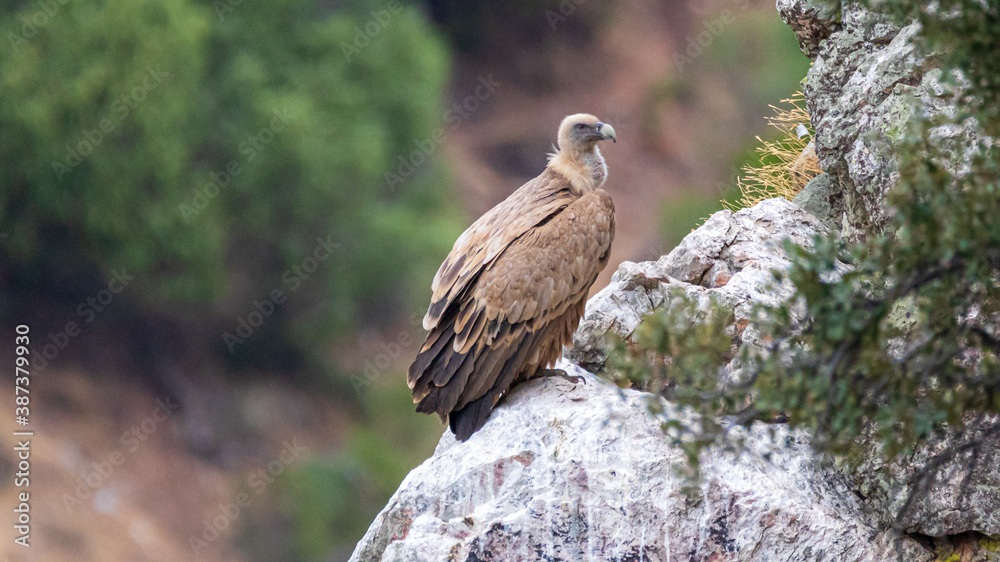 Fototapeta premium griffon vulture