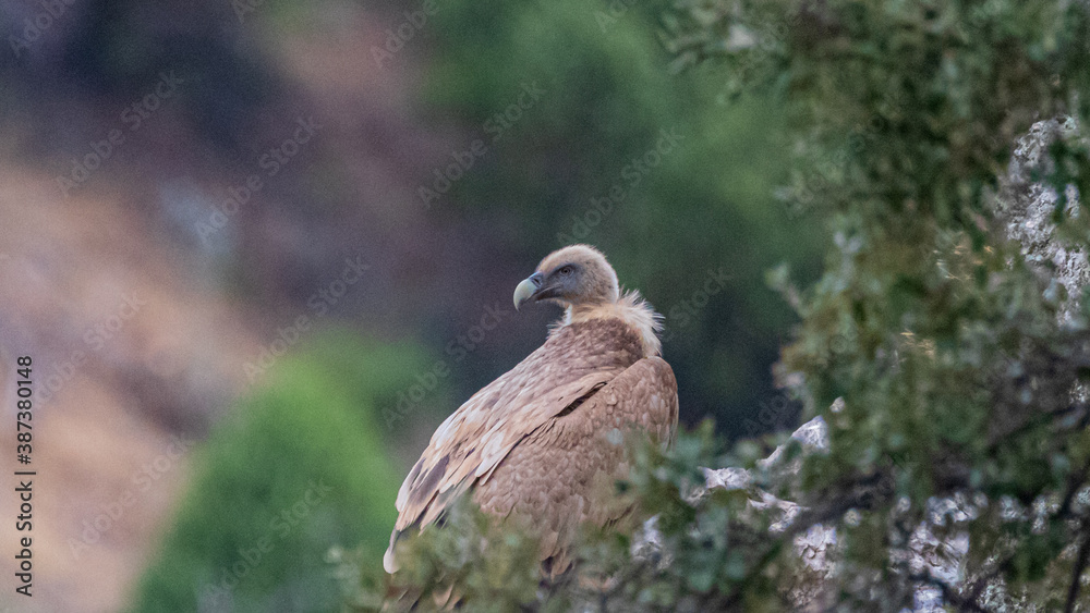 griffon vulture griffon vulture