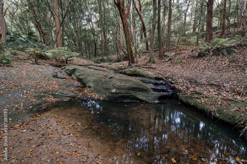 Small puddle in the middle of woods.