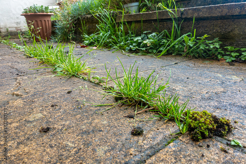 Close up view of weeds growing between paving slabs in a patio in a residential garden. photo
