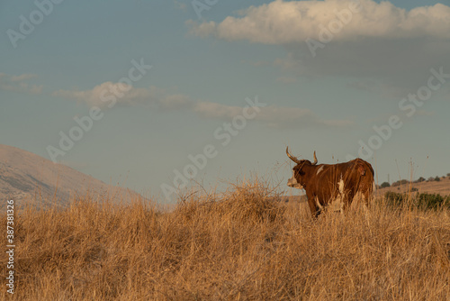 Female single cow on a meadow during sunset