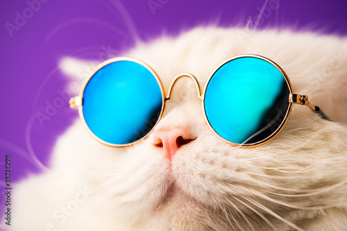 Portrait of highland straight fluffy cat with long hair and round sunglasses. Fashion, style, cool animal concept. Studio shot. White pussycat on violet background.