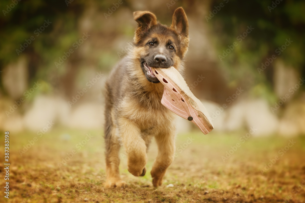 German shepherd dog puppy running with a slipper in her mouth