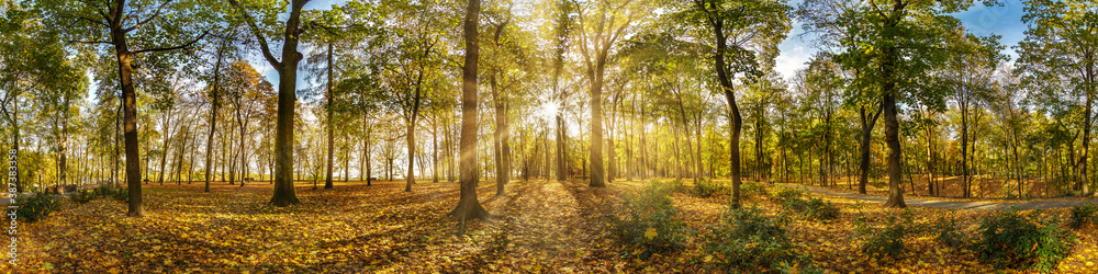 Beautiful autumn forest or park hdri panorama with bright sun shining through the trees. scenic landscape with pleasant warm sunshine - obrazy, fototapety, plakaty 