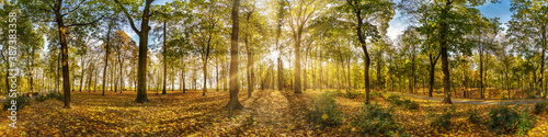 Beautiful autumn forest or park hdri panorama with bright sun shining through the trees. scenic landscape with pleasant warm sunshine