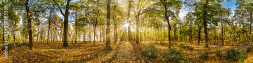 Obraz  z motywem Beautiful autumn forest or park hdri panorama with bright sun shining through the trees. scenic landscape with pleasant warm sunshine