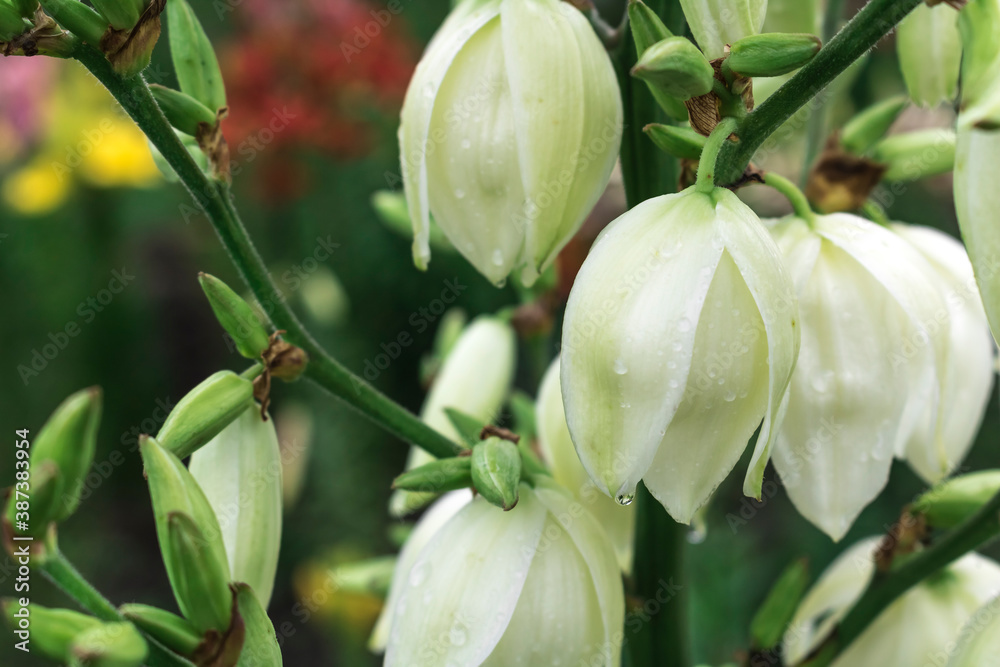 White Yucca flowers on a green background White Yucca flowers on a green background