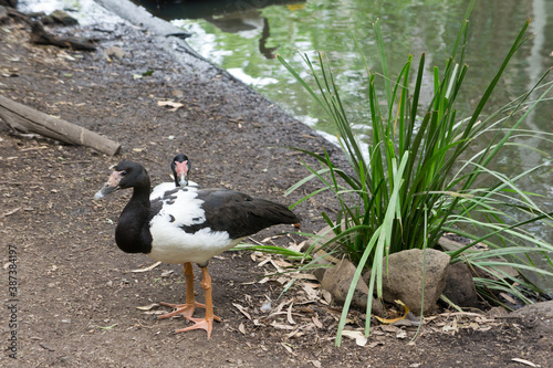 池のほとりを散歩する水鳥