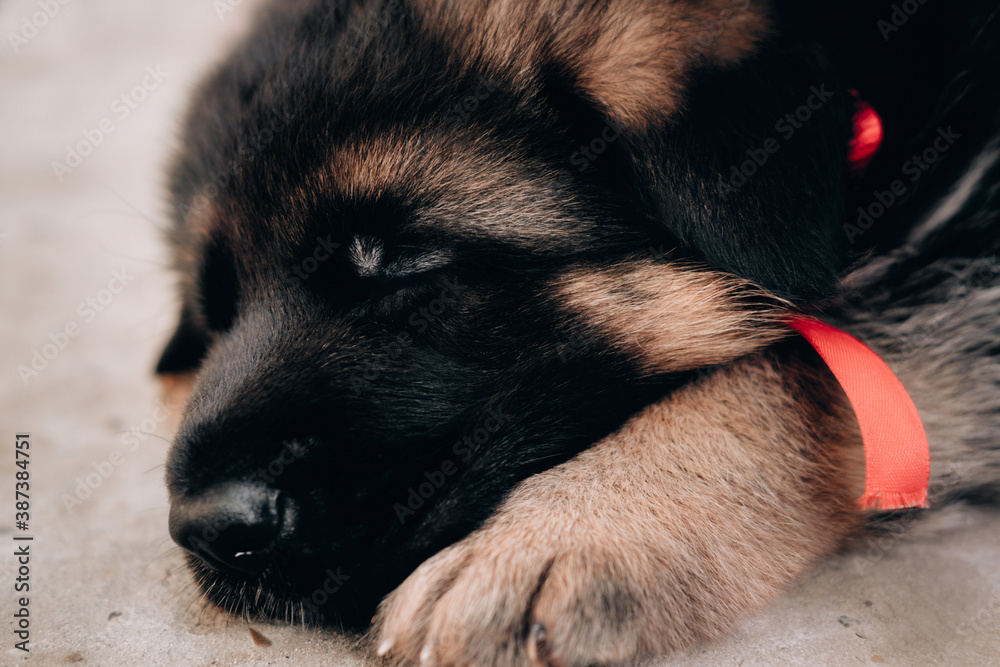 Cute charming newborn puppy of a shepherd dog breed. A beautiful little  black and red German shepherd puppy is resting and sleeping. Stock Photo |  Adobe Stock