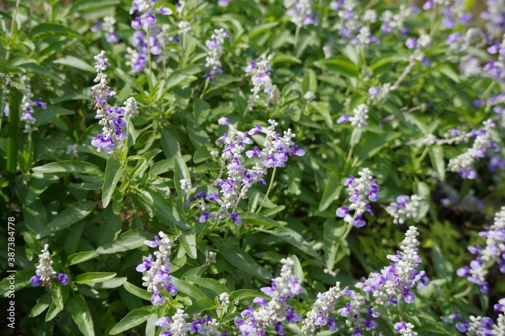 Naklejka premium サルビア・ファリナセア