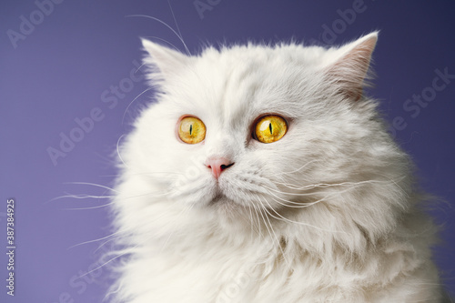 Portrait of highland straight fluffy cat with long hair. Cool animal concept. Studio shot. White pussycat on violet background.
