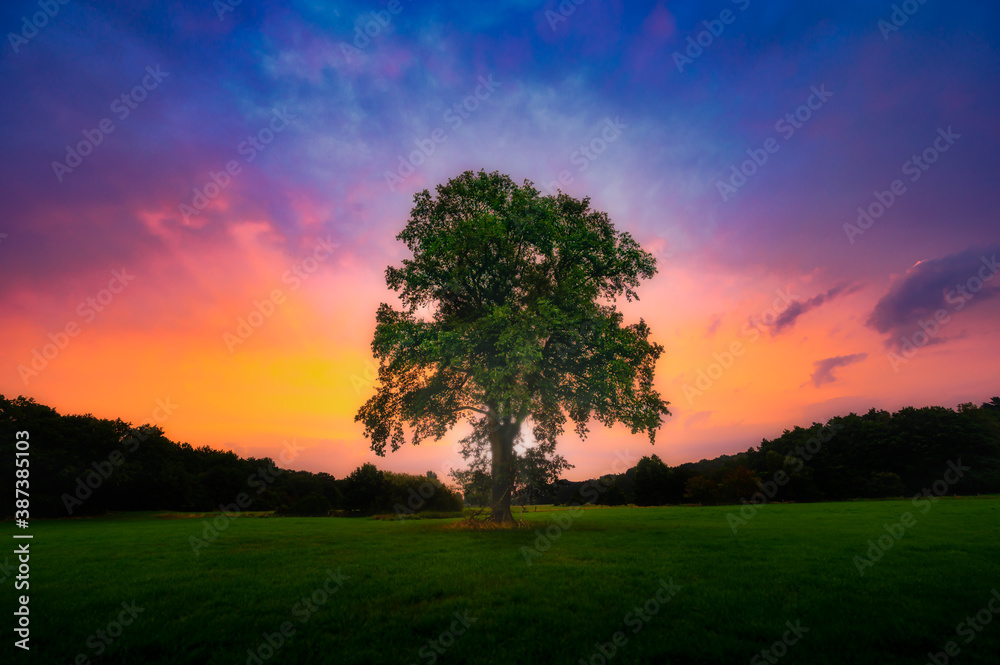 Naklejka premium Alte Eiche auf einem Feld bei Sonnenaufgarng
