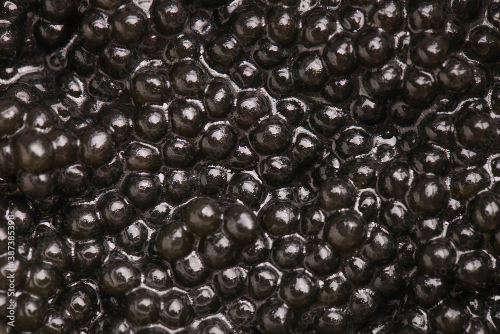 black sturgeon caviar black sturgeon caviar