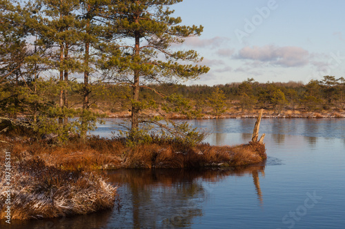 Swamp lake with islands in sunny winter day in sunrise